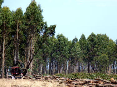 Fig 2 Blue gum trees being felled and bunched 